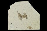Two Partial Fossil March Flies (Plecia) - Green River Formation #138497-1